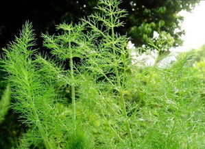 茴香一年能割几茬或者是几年 留茬多高