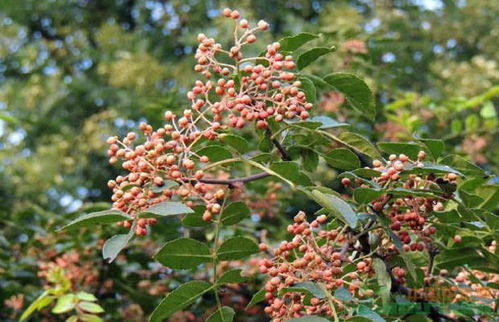 花椒树怎么繁殖方法 花椒树有哪些品种