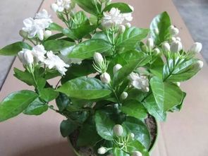 茉莉几天浇一次水 茉莉花喜水还是不喜水