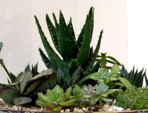 芦荟风水大忌 家里摆芦荟好不好风水