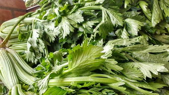 芹菜夏天高温种植方法 立秋后芹菜怎样种植