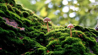 苔藓直接铺上去能活吗 苔藓下面不铺土可以吗