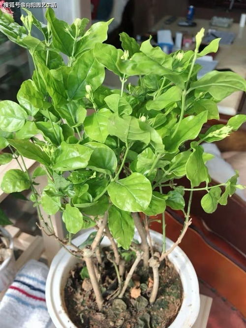 茉莉开花后剪枝图解 茉莉花立秋后修剪