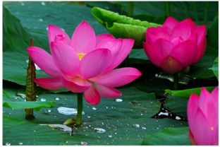 莲的含义和象征意义 莲的内涵意义