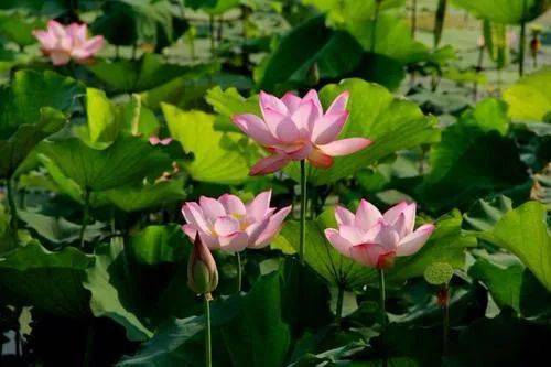 莲花几月份盛开 莲花季节开花的时间
