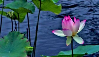 荷花的组成部分图解 荷花的基本结构图