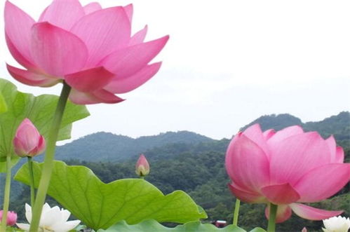 荷花寓意着什么风水 莲花在风水上的作用