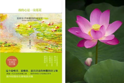 荷花在爱情里代表什么意思 女生发一朵荷花什么意思