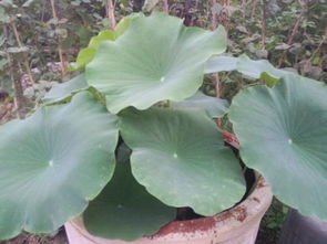 荷花只长叶不开花怎么回事 荷花只有叶子没有花