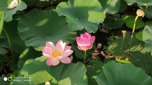 荷花一般是几月份开花 荷花在什么季节开