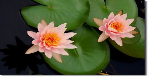 荷花为什么不叫莲花 怎么区分荷花和莲花