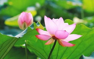 荷花的美好寓意 适合发荷花的朋友圈语句
