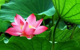 荷花的花期一般是多长时间 荷花花期多长时间