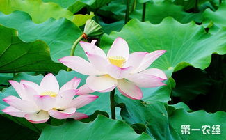 荷花的三大特点 荷花独有的特点