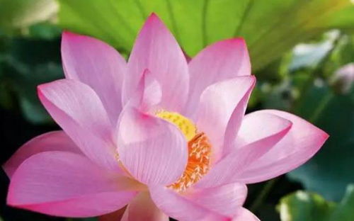 荷花为什么不能随便送人 荷花适合送给什么人