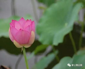 荷花与莲花有啥区别 荷花和莲花的图片对比