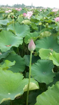 荷花长什么样子描写 夏天荷花池的美景描写