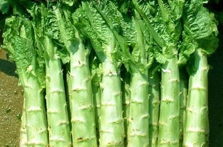 莴苣是不是莴笋 莴苣图片