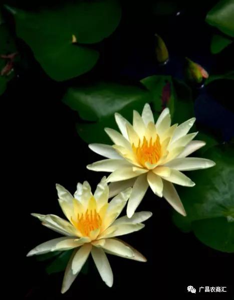 莲与荷最明显的区别图片 荷花和莲花的区别图解