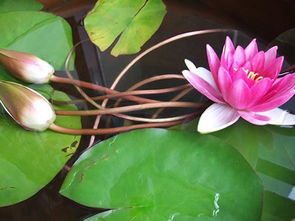 荷花开花时间是几点 观赏荷花最佳时间