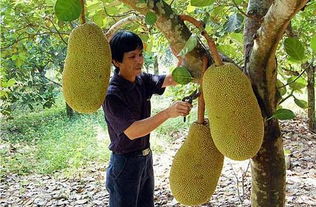 菠萝蜜在家该怎么种 菠萝蜜种子泡水图片