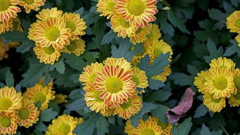 菊花在中国代表着什么 菊花在中国传统文化中的含义