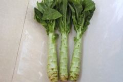 莴笋与莴苣的区别 莴笋与莴苣一样吗