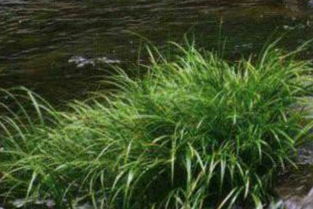 菖蒲风水禁忌 菖蒲摆放的位置风水