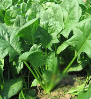 菠菜种植最佳季节是 菠菜种子一般几天发芽