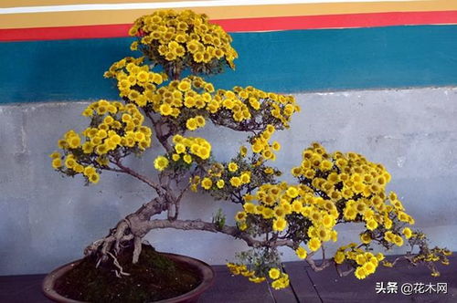 菊花比喻哪一类人 菊花代表的人物是谁