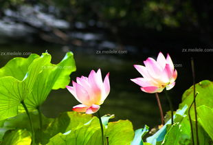 莲花的花期多长时间 莲花多两个小时开全花