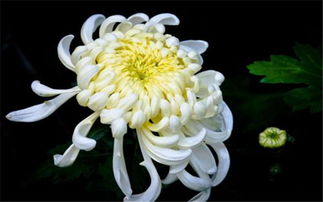菊花几月不能打顶了 菊花8月份还能修剪吗