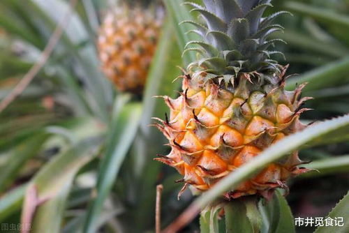 菠萝是怎么种出来的 菠萝的种子长在哪里