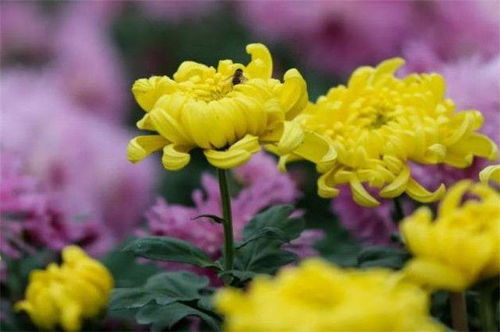 菊花的特点和外形 菊花的三大特点