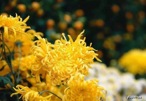 菊花一般在什么季节开 菊花怎么养才能长得矮花开得大