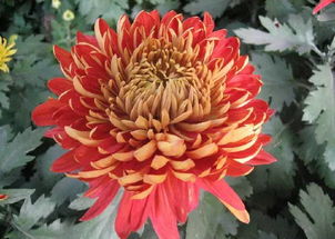 菊花暗指什么 菊花隐喻的意义