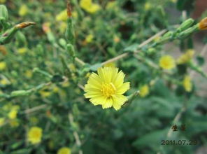 莴苣和油麦菜是一种菜吗 油麦菜长大是不是莴笋