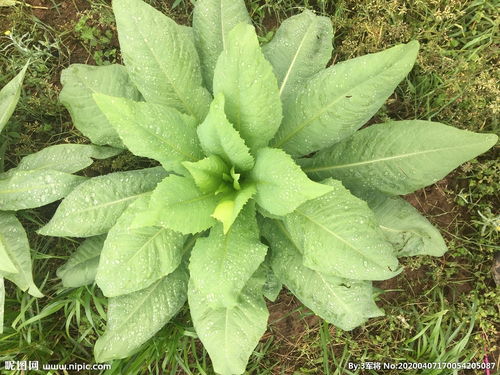 莴苣是什么菜图片 莴苣的图片