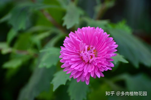 菊花种子七八月播种可以吗 八月份可以种菊花吗