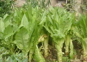 莴笋图片和莴苣图片 莴苣和莴笋是一个菜吗