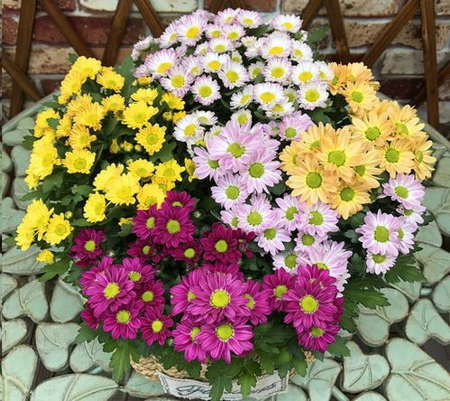 菊花立秋前最后一次打顶 菊花八月份还能打顶吗