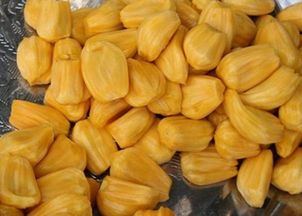 菠萝蜜放10天了还是硬的 为什么菠萝蜜放烂了都没熟