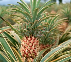 菠萝结完果后第二年还结吗 菠萝结完果后母株怎么办