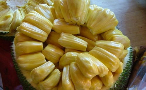 菠萝蜜和榴莲哪个臭 菠萝蜜他妈太难吃了