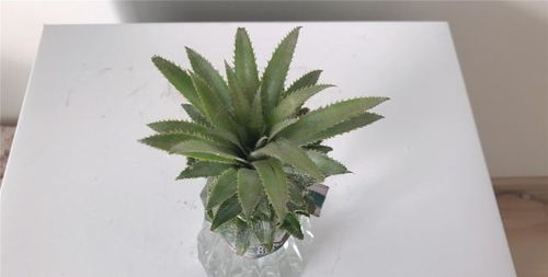 菠萝可以一直水培吗 菠萝水培好还是土培好