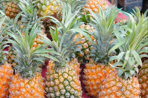 菠萝种子图片 菠萝种子在哪个位置