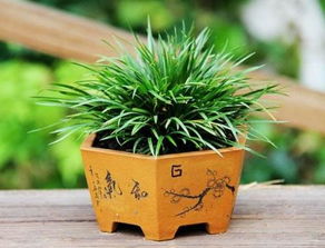 菖蒲养殖方法和注意事项 菖蒲怎么养护
