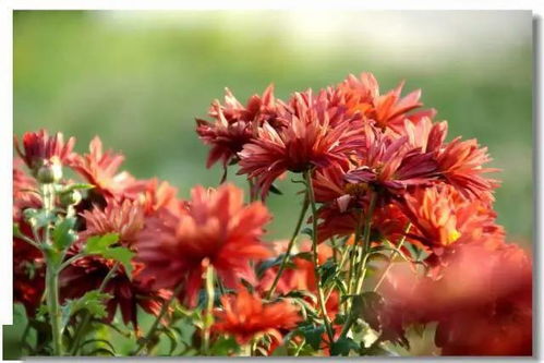 菊花的暗语是什么 菊花隐喻的意义