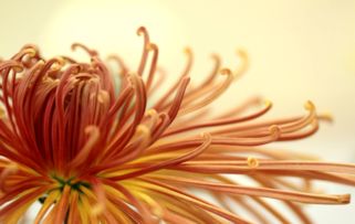 菊花是哪个季节开放的 菊花是春天开的花吗