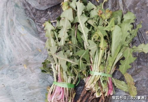 蒲公英图片 识别 蒲公英10个品种的图片